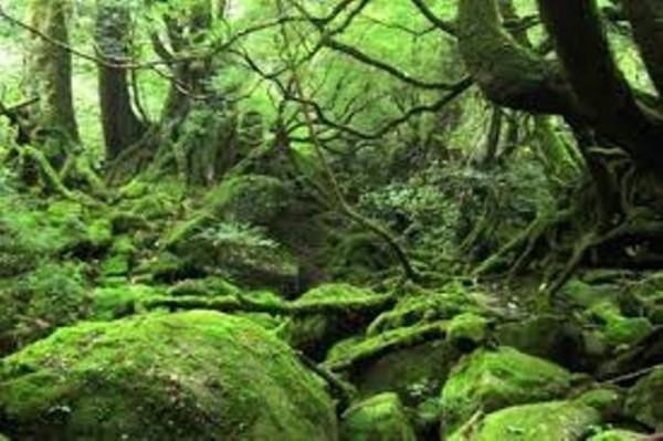 屋久島①