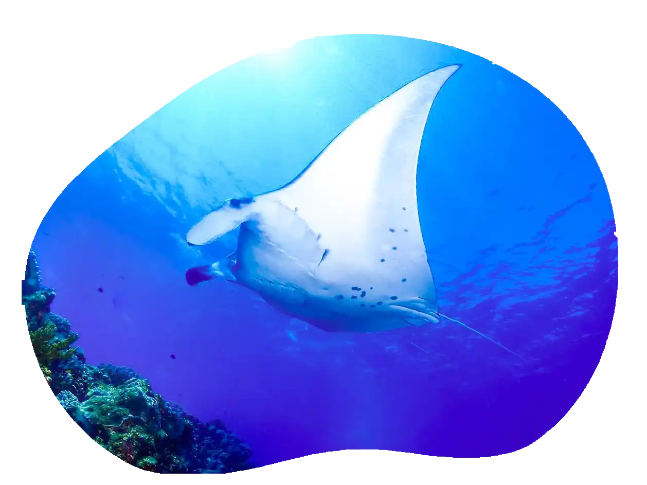 大物生物