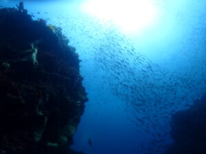 谷の上に群れる魚たち