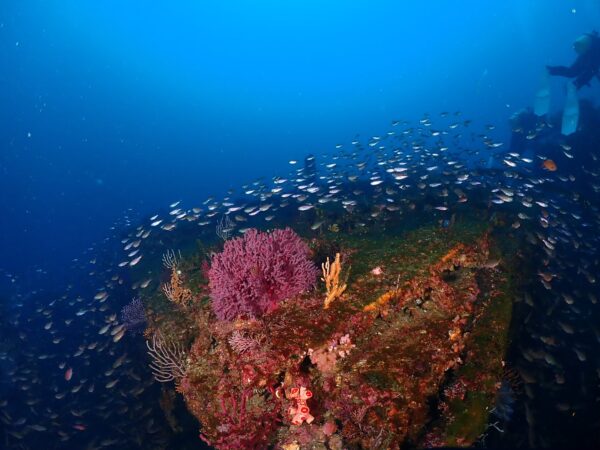 【ダイバーのあこがれ！沈船が見れる！】静岡県・熱海のダイビングスポットご紹介！！