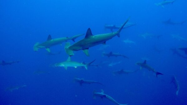 ダイナミックな潮と魚影の聖地『神子元島』