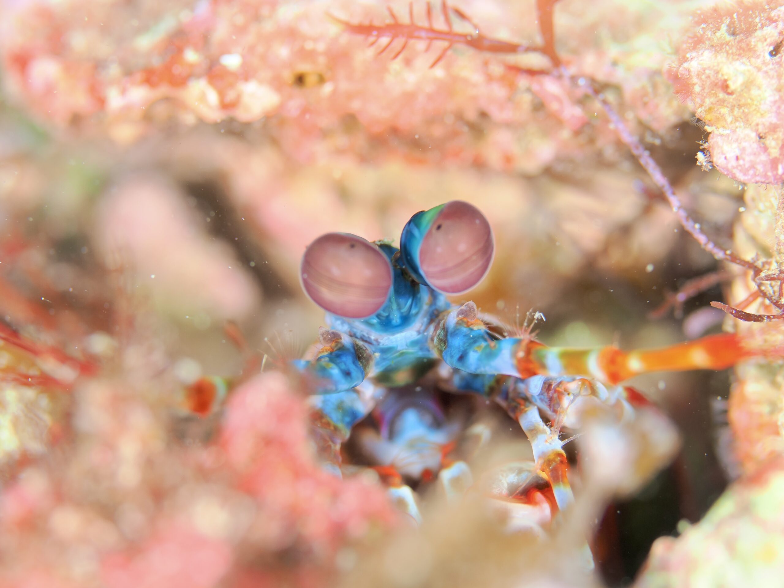 四国・徳島で出会う”奇跡”のダイビングツアーを開催します！