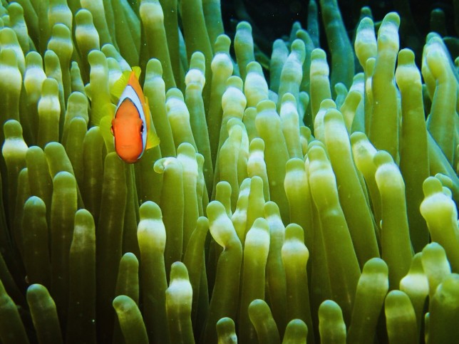cute orange in the sea キタハラタクミ