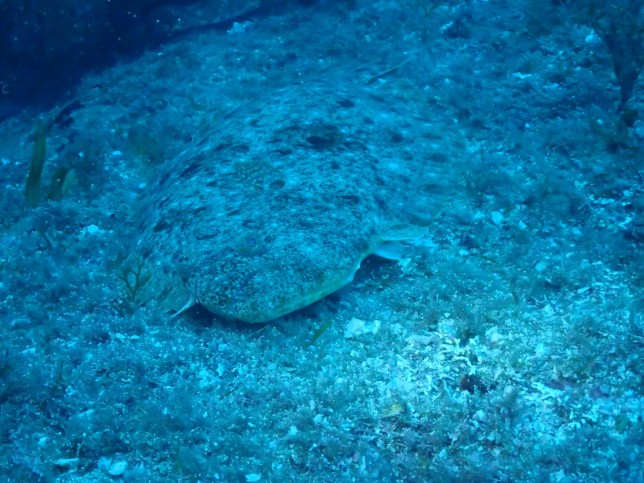 かくれんぼ中 オカモトヨシハル