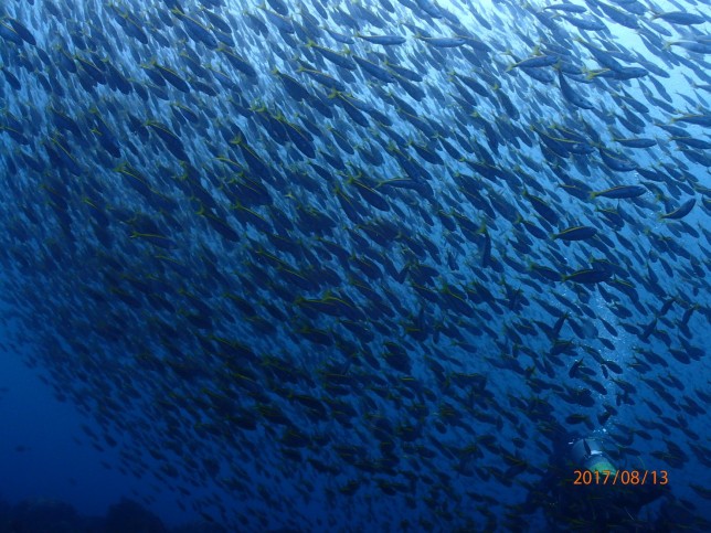 大魚群 カトウタカシ