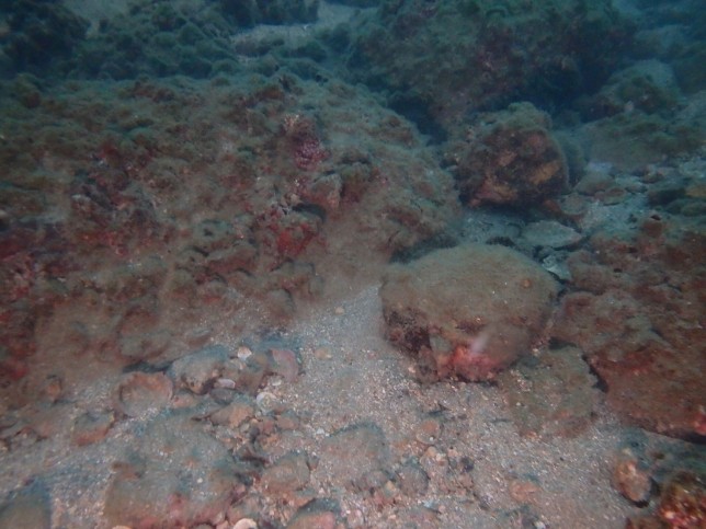 海の底は・・岩 コイズミユウタ