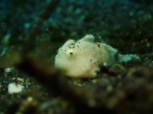 IMG-3397
