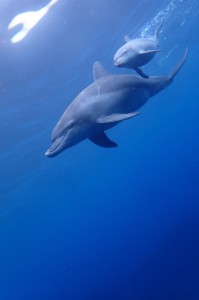 S__72736799