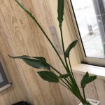 IMG_2758