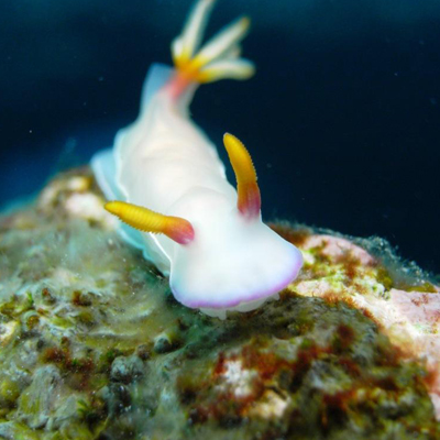seaslug