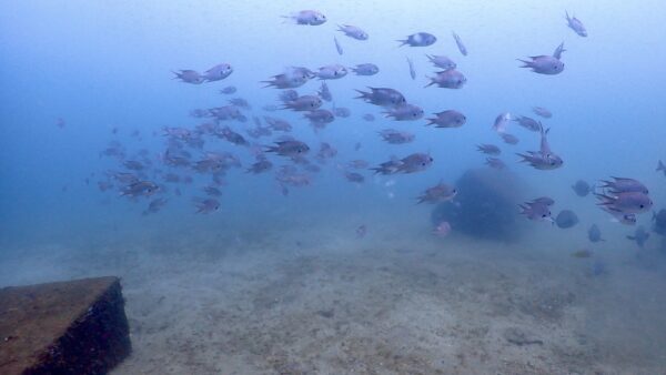 新年もダイビング三昧といきましょう！2026年のマレア横浜店は・・・
