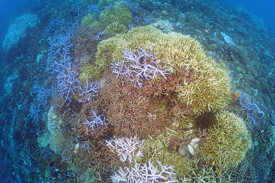 鹿児島県・奄美大島のサンゴ礁