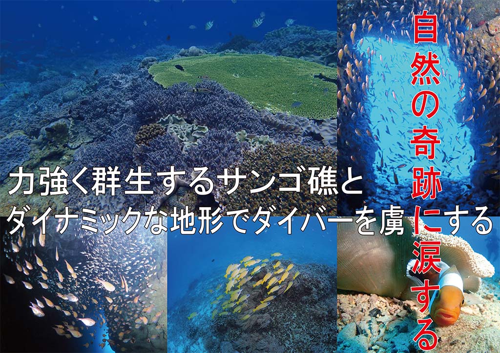 沖縄本島の中部地域では地形ダイビングスポットが熱い！