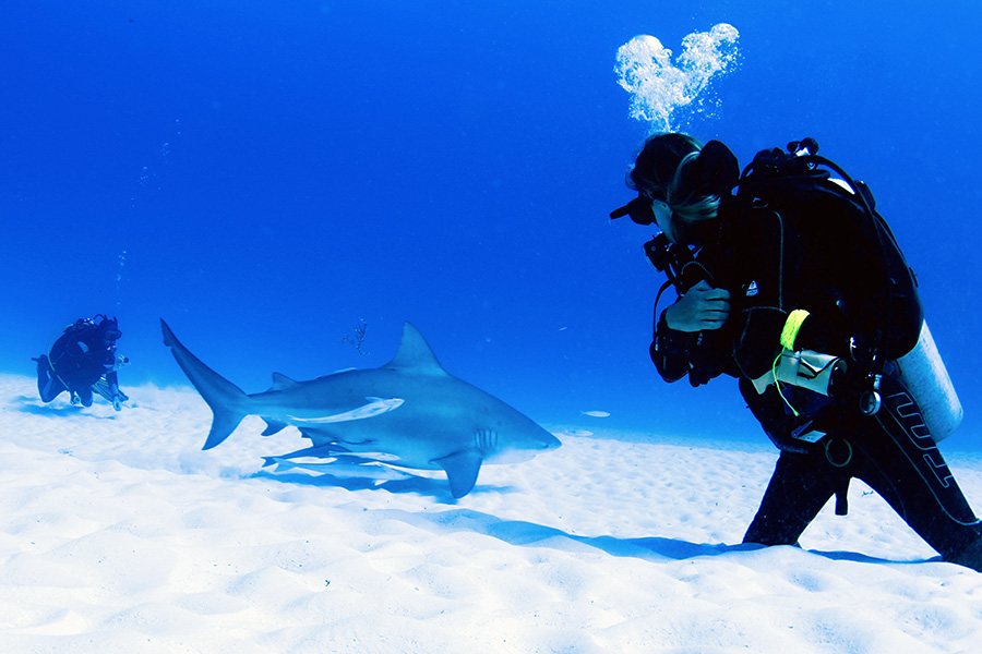 ダイビングとサメ｜事例や対策を理解し安全に楽しむ方法