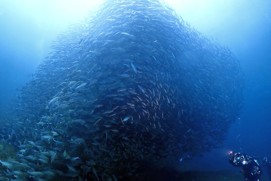 沖ノ島の圧倒的な魚群ダイビング