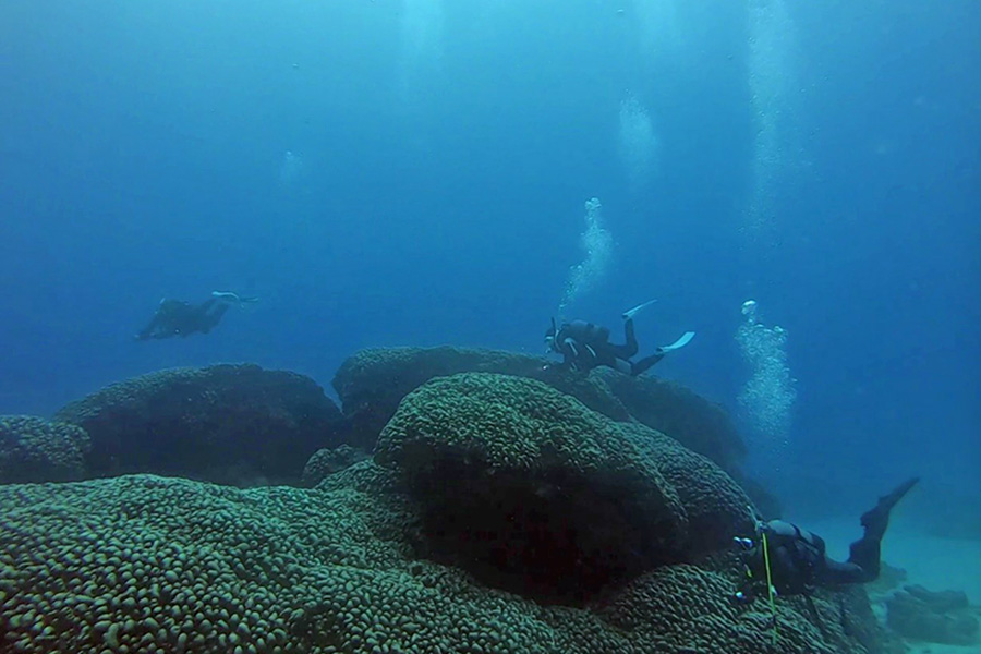 奄美大島北部の大仏サンゴ