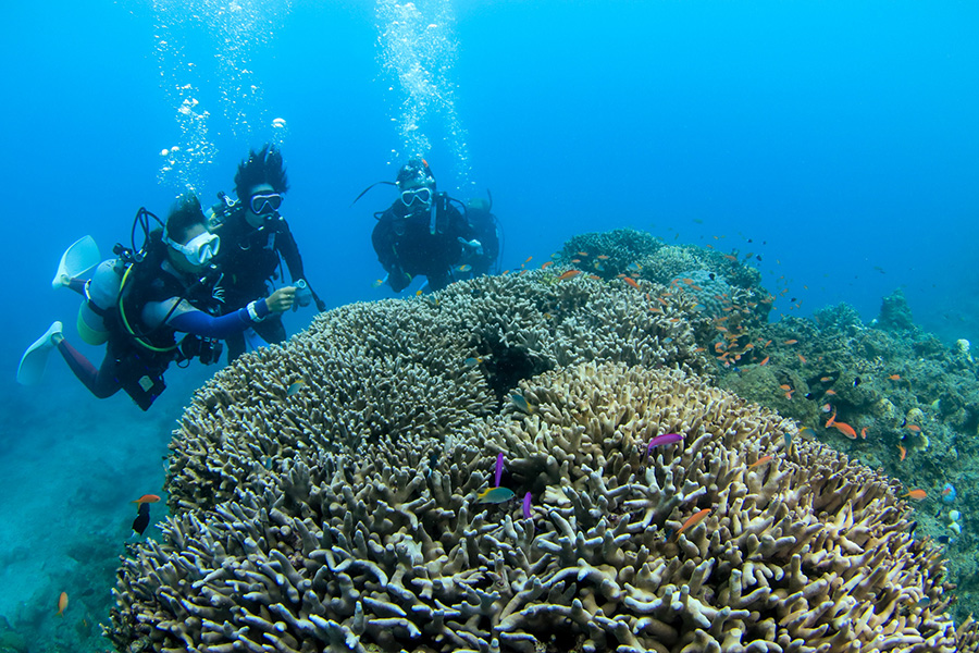 サンゴ礁の海で体験ダイビング