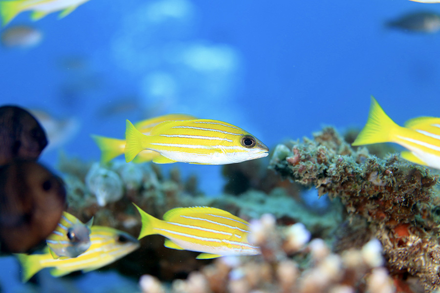 沖縄の体験ダイビングで見られる魚