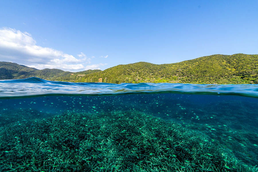 奄美大島南部のサンゴ礁