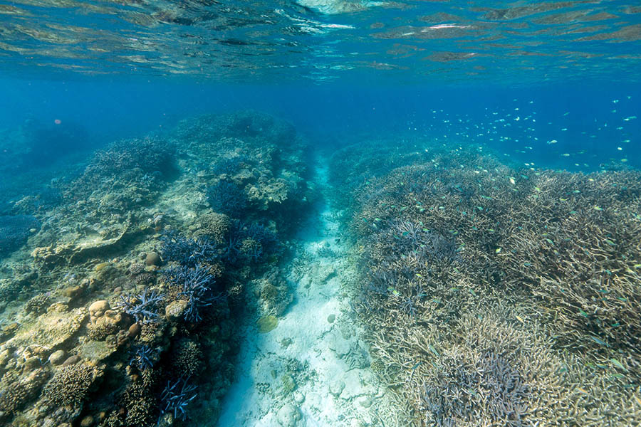 奄美大島の地形とサンゴ礁