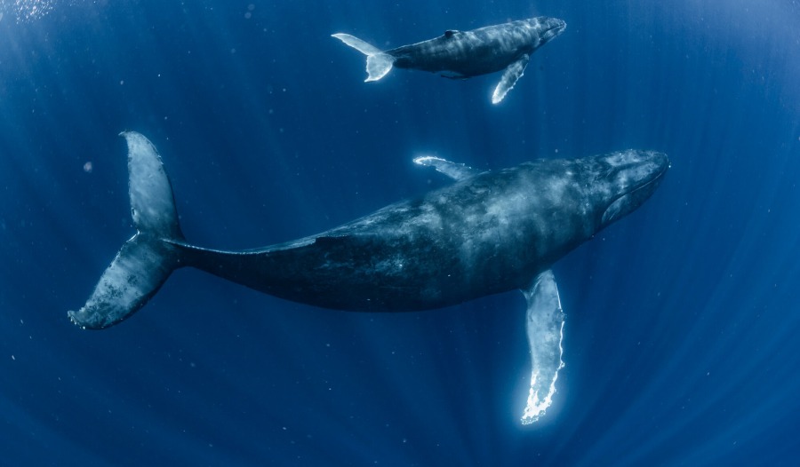 ザトウクジラと泳ぐホエールスイム