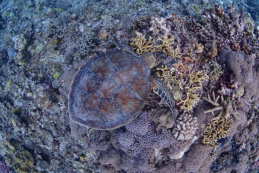 サンゴ礁で食事中のウミガメ
