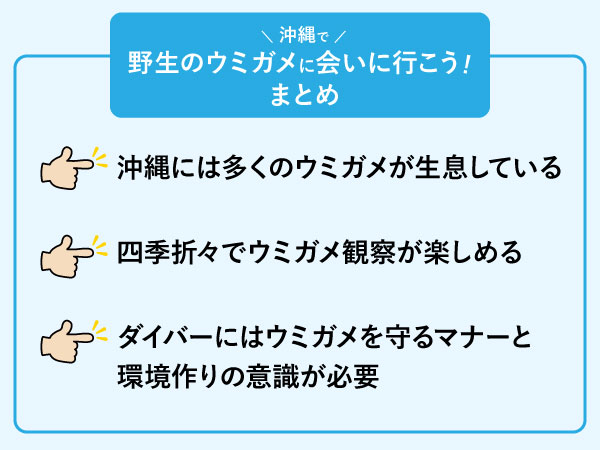 野生のウミガメに会いに行こう