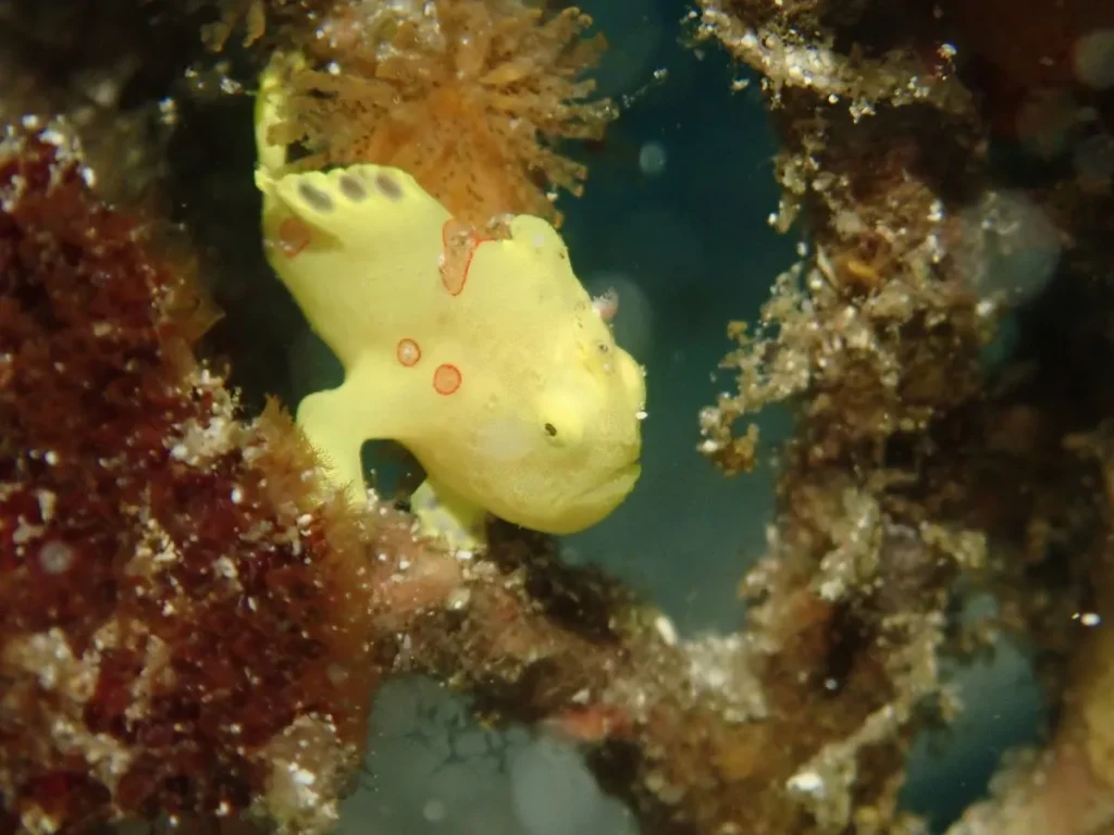 柏島ダイビングでカエルアンコウ