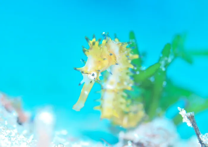 柏島ダイビングでタツノオトシゴ