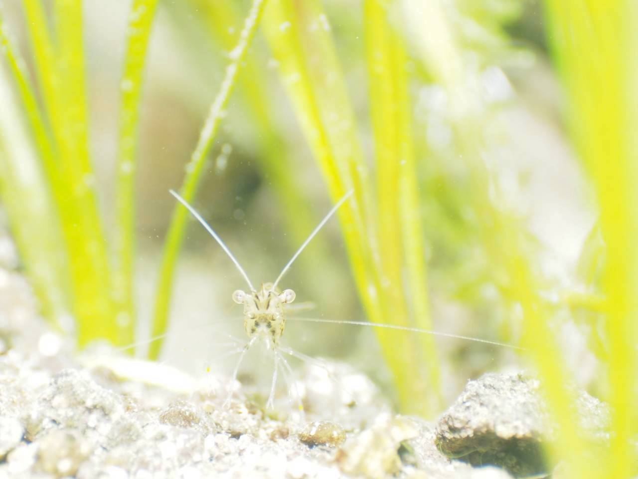 本栖湖 生物